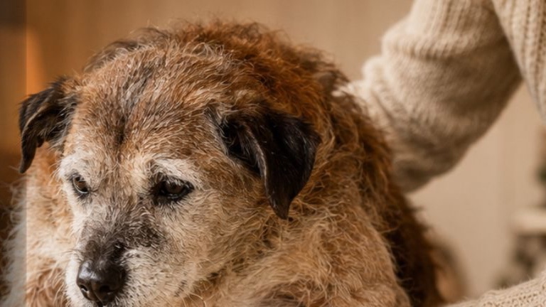 Cani con difficoltà fisiche: vita quotidiana e manipolazioni
