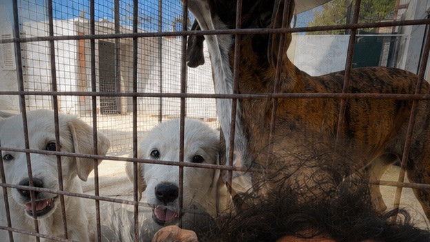 Randagismo, cani liberi e cani del territorio: capire il fenomeno oltre gli stereotipi