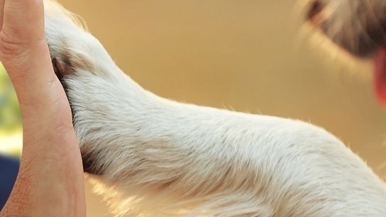 L’approccio empatico nella consulenza cinofila
