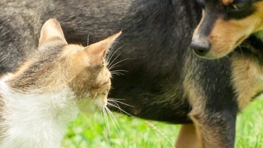 Cane e gatto: comunicazione a confronto