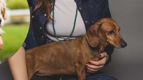 Bambini e cani: educazione a confronto tra etologia e psicologia