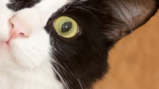 Chi è il gatto e perché è diverso dal cane: oltre i luoghi comuni