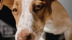 Alimentazione del cane: Sfatiamo falsi miti e leggende con la Dr.ssa Sara D’Agostino