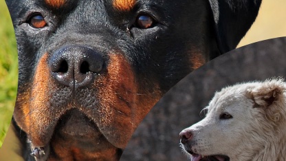 La razza conta per il futuro del cane? Dibattito con Roberto Marchesini