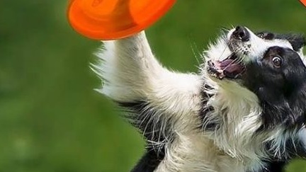 Dog photography – Raccontare il cane