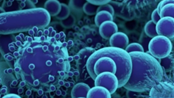Il ruolo del microbiota nelle patologie del cane