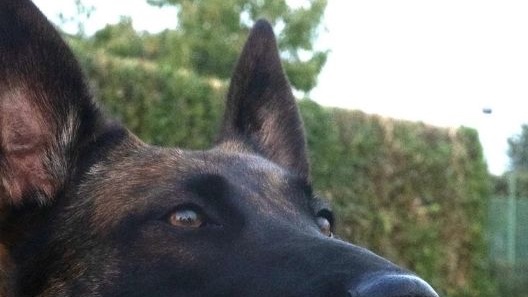 Vivere con un Pastore Belga Malinois