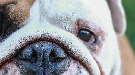La tutela degli animali fra sogno e realtà con Ermanno Giudici