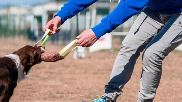 Gioco e motivazione nel cane con Marco Gabossi