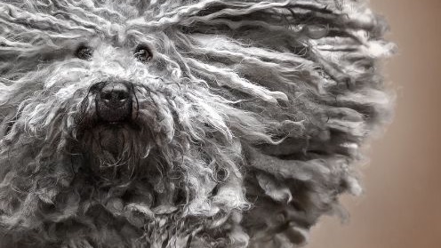 Dog photography – Luce e momenti
