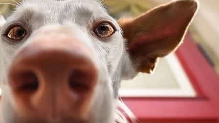 Dog photography – Scatta con lo smartphone insieme a Claudio Piccoli