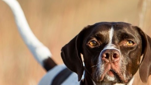 Cani da caccia: perché sono così?