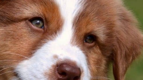 Salute e benessere del cucciolo