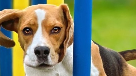 Cani da caccia e sport cinofili