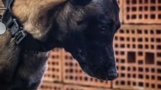 "Cani che fiutano droga ed esplosivi: come imparano?"