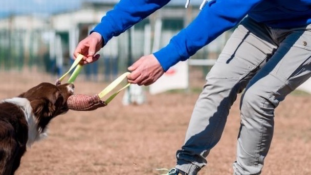 Gioco e motivazione nel cane anteprima