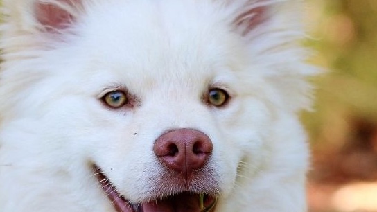 Microbiota: Cos’è e come influenza l’organismo del cane?