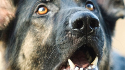 Biologia del comportamento del cane con Davide Cardia