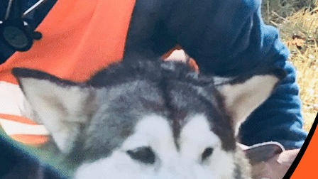 Primo soccorso sul cane – per umani consapevoli