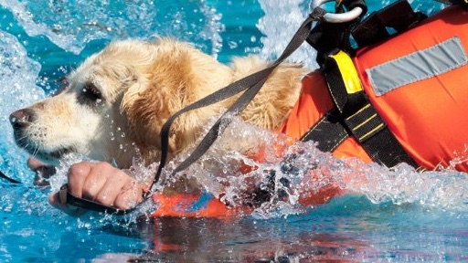 Cani in acqua: emozioni, relazione e sicurezza