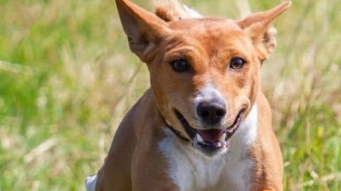 Richiamo del cane parte 1 - Le basi