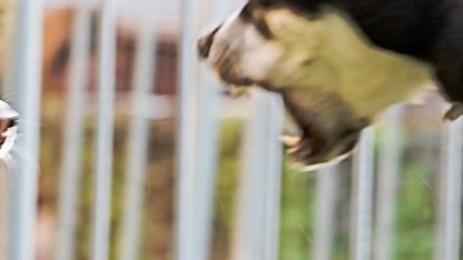 Il cane e i comportamenti problematici