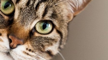 Il gatto negli Interventi Assistiti con gli Animali