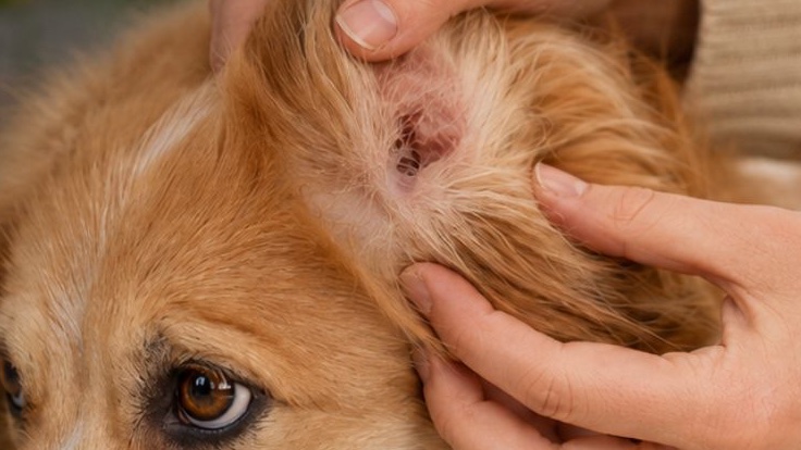 Allergie nel cane: riconoscerle, capirle e gestirle senza improvvisare