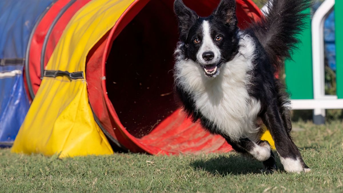 Alimentazione del cane atleta: forma fisica e nutrizione nelle discipline sportive